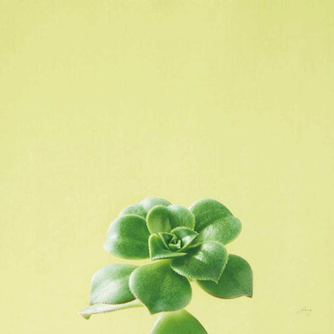 Succulent Simplicity VII Black Ornate Wood Framed Art Print with Double Matting by Bradley, Felicity