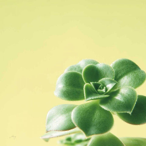 Succulent Simplicity VIII Black Modern Wood Framed Art Print with Double Matting by Bradley, Felicity