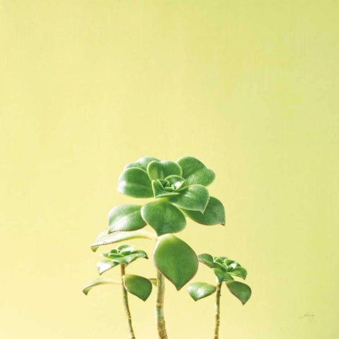 Succulent Simplicity IX White Modern Wood Framed Art Print by Bradley, Felicity