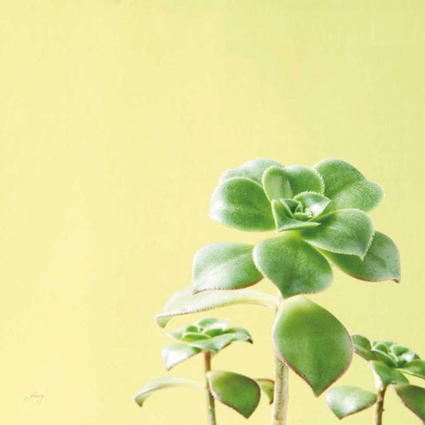Succulent Simplicity X White Modern Wood Framed Art Print with Double Matting by Bradley, Felicity