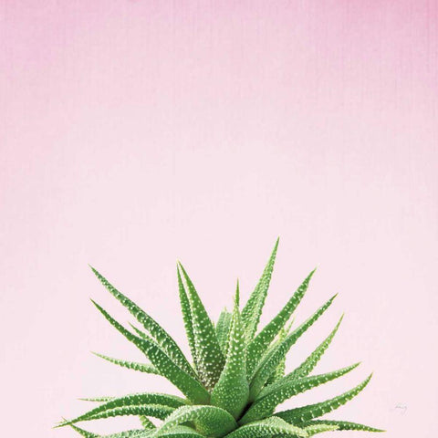 Succulent Simplicity I on Pink Black Ornate Wood Framed Art Print with Double Matting by Bradley, Felicity