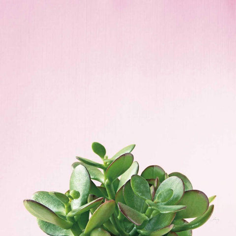 Succulent Simplicity III on Pink Black Ornate Wood Framed Art Print with Double Matting by Bradley, Felicity