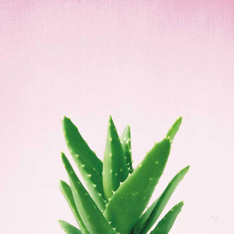 Succulent Simplicity V on Pink Black Modern Wood Framed Art Print by Bradley, Felicity