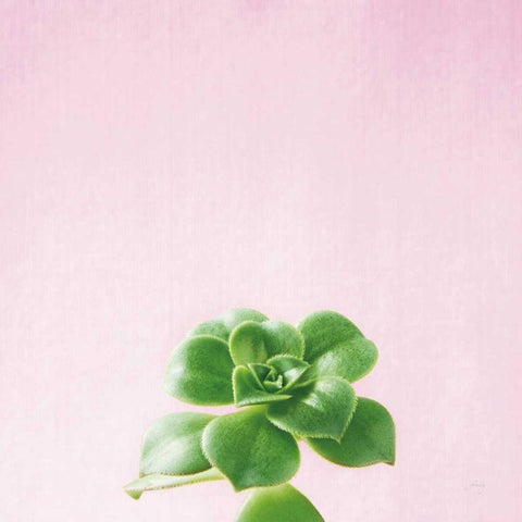 Succulent Simplicity VII on Pink White Modern Wood Framed Art Print by Bradley, Felicity