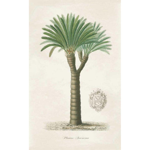Palm Tree Cycas Crest Gold Ornate Wood Framed Art Print with Double Matting by Wild Apple Portfolio