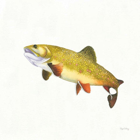 Gone Fishin Brookie White Modern Wood Framed Art Print with Double Matting by DeNeige, Elyse