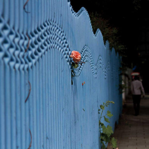 Rose on Pentonville Black Ornate Wood Framed Art Print with Double Matting by Bevan, Keri