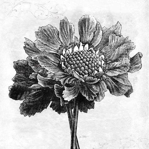 Spa Botanical I BW Black Ornate Wood Framed Art Print with Double Matting by Pertiet, Katie
