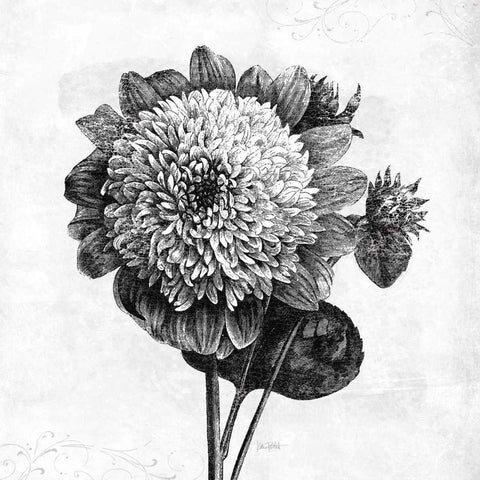 Spa Botanical II BW Black Modern Wood Framed Art Print with Double Matting by Pertiet, Katie