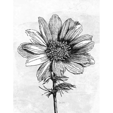 Spa Botanical IV BW Crop Black Modern Wood Framed Art Print by Pertiet, Katie