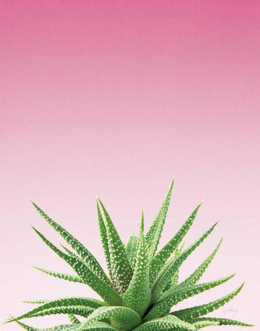Succulent Simplicity I Pink Ombre Crop White Modern Wood Framed Art Print with Double Matting by Bradley, Felicity