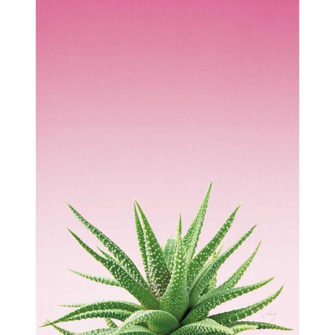 Succulent Simplicity I Pink Ombre Crop Black Modern Wood Framed Art Print with Double Matting by Bradley, Felicity