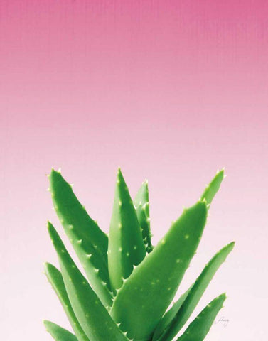 Succulent Simplicity V Pink Ombre Crop Black Ornate Wood Framed Art Print with Double Matting by Bradley, Felicity