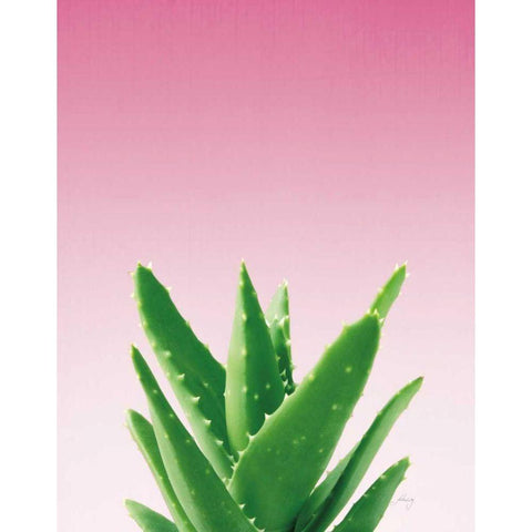 Succulent Simplicity V Pink Ombre Crop Black Modern Wood Framed Art Print with Double Matting by Bradley, Felicity