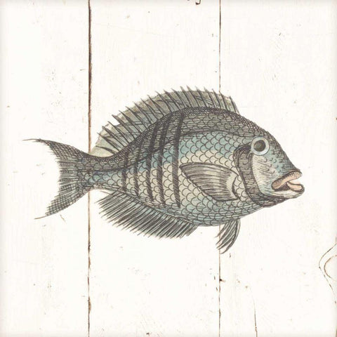 Fish Sketches I Shiplap Black Ornate Wood Framed Art Print with Double Matting by Wild Apple Portfolio