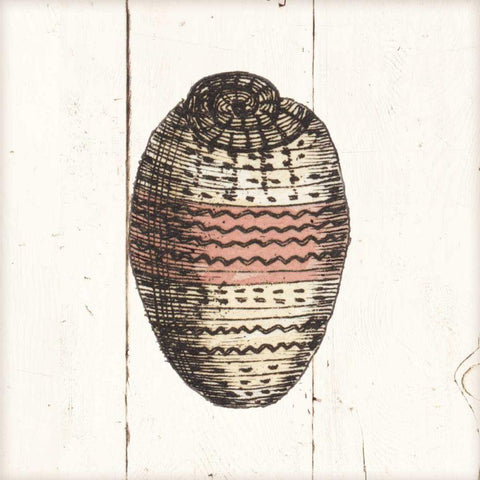 Shell Sketches IV Shiplap Black Ornate Wood Framed Art Print with Double Matting by Wild Apple Portfolio