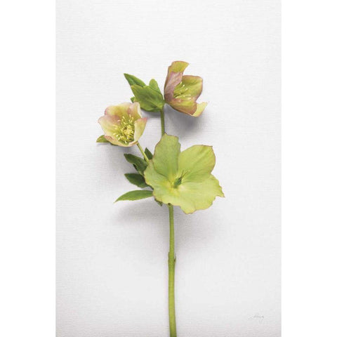 Hellebore Study I Black Modern Wood Framed Art Print by Bradley, Felicity