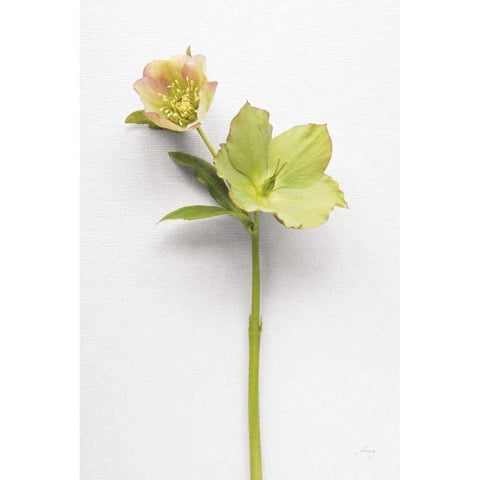Hellebore Study II Black Modern Wood Framed Art Print by Bradley, Felicity