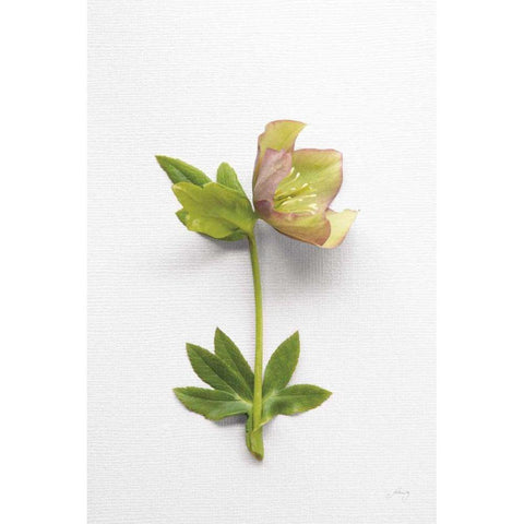 Hellebore Study III White Modern Wood Framed Art Print by Bradley, Felicity