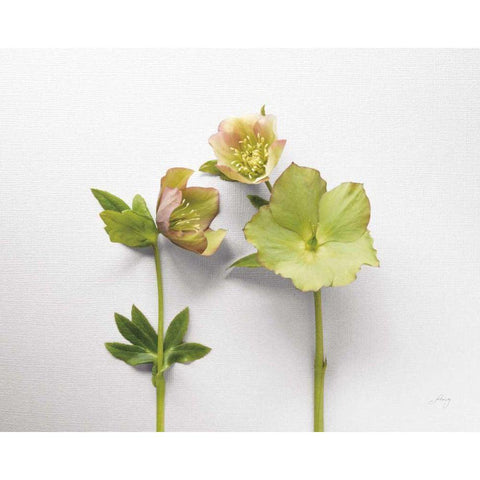 Hellebore Study IV White Modern Wood Framed Art Print by Bradley, Felicity