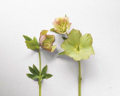 Hellebore Study IV White Modern Wood Framed Art Print with Double Matting by Bradley, Felicity