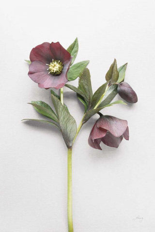 Hellebore Study V Black Ornate Wood Framed Art Print with Double Matting by Bradley, Felicity