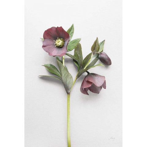 Hellebore Study V Black Modern Wood Framed Art Print with Double Matting by Bradley, Felicity