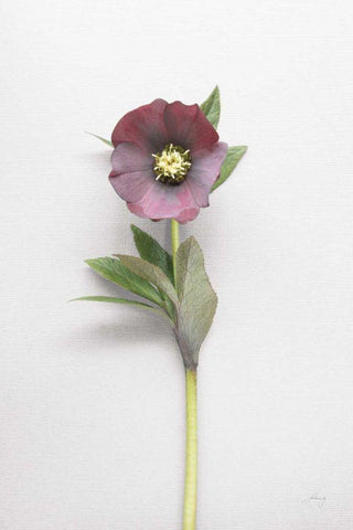 Hellebore Study VI Black Ornate Wood Framed Art Print with Double Matting by Bradley, Felicity