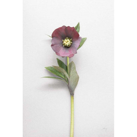 Hellebore Study VI Black Modern Wood Framed Art Print by Bradley, Felicity