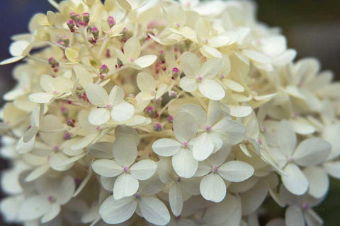 Hydrangea Delight I White Modern Wood Framed Art Print with Double Matting by Bradley, Felicity