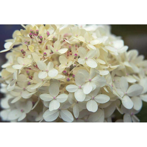 Hydrangea Delight I White Modern Wood Framed Art Print by Bradley, Felicity