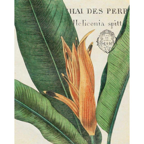 Botanique Tropicale II Gold Ornate Wood Framed Art Print with Double Matting by Wild Apple Portfolio