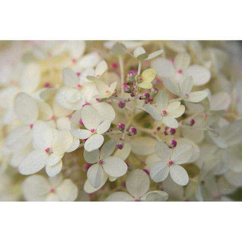 Hydrangea Delight II White Modern Wood Framed Art Print by Bradley, Felicity