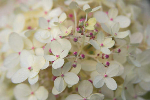 Hydrangea Delight II White Modern Wood Framed Art Print with Double Matting by Bradley, Felicity