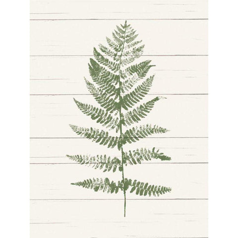 Fern Print II Black Modern Wood Framed Art Print with Double Matting by Hershey, Moira