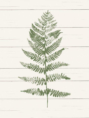 Fern Print II Black Ornate Wood Framed Art Print with Double Matting by Hershey, Moira