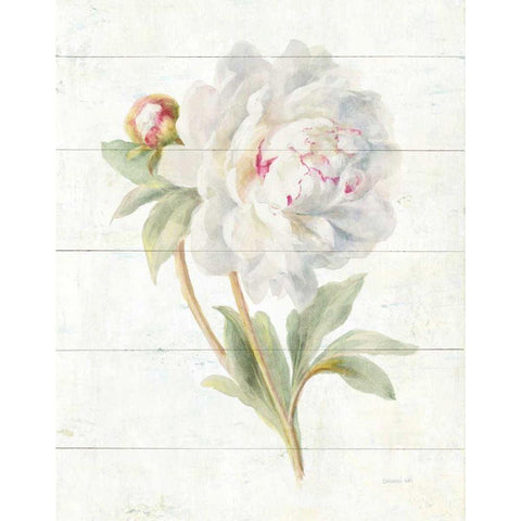 June Blooms II White Modern Wood Framed Art Print by Nai, Danhui