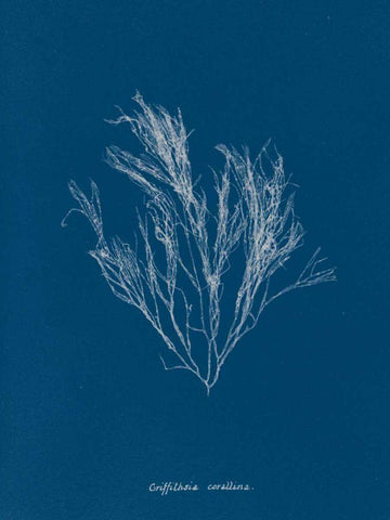 Delicate Coral III White Modern Wood Framed Art Print with Double Matting by Wild Apple Portfolio