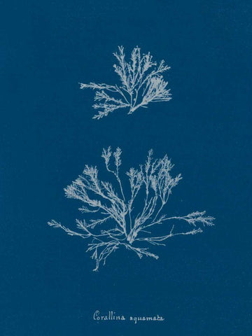 Delicate Coral IV White Modern Wood Framed Art Print with Double Matting by Wild Apple Portfolio