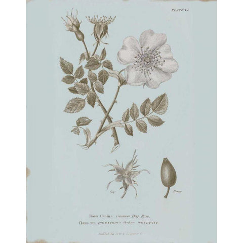 Conversations on Botany IV Blue White Modern Wood Framed Art Print by Wild Apple Portfolio