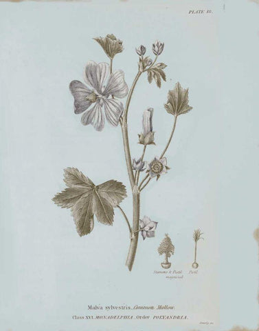 Conversations on Botany VII Blue Black Ornate Wood Framed Art Print with Double Matting by Wild Apple Portfolio