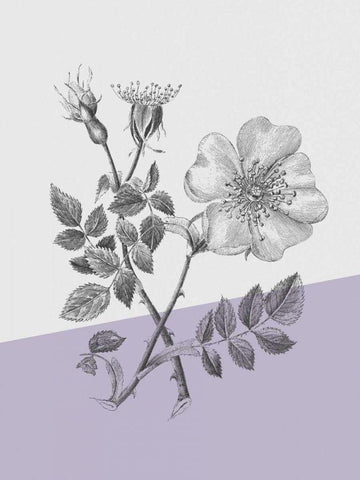 Conversations on Botany IV Color Block Black Ornate Wood Framed Art Print with Double Matting by Wild Apple Portfolio