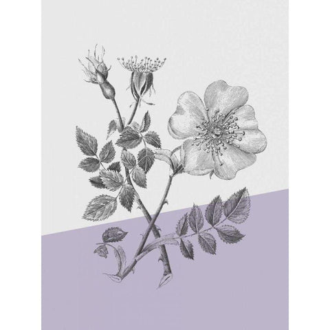 Conversations on Botany IV Color Block Gold Ornate Wood Framed Art Print with Double Matting by Wild Apple Portfolio