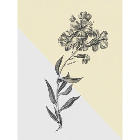 Conversations on Botany VI Color Block Gold Ornate Wood Framed Art Print with Double Matting by Wild Apple Portfolio