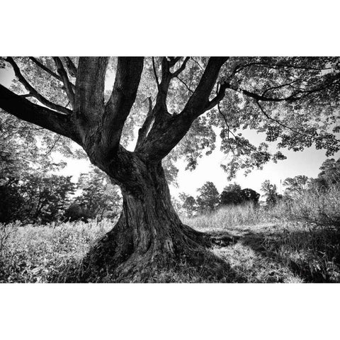 Longwood Tree White Modern Wood Framed Art Print by Aledanda