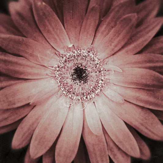 Image Only