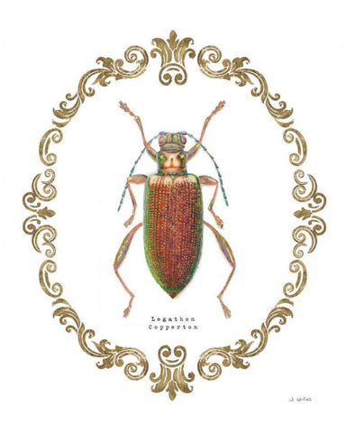 Adorning Coleoptera VI White Modern Wood Framed Art Print with Double Matting by Wiens, James