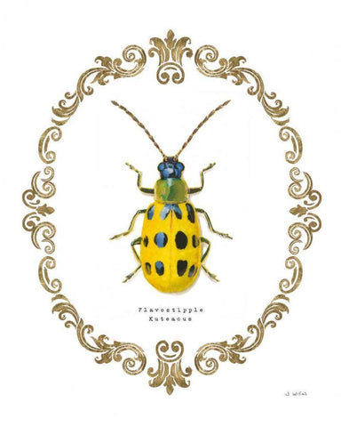Adorning Coleoptera VII White Modern Wood Framed Art Print with Double Matting by Wiens, James