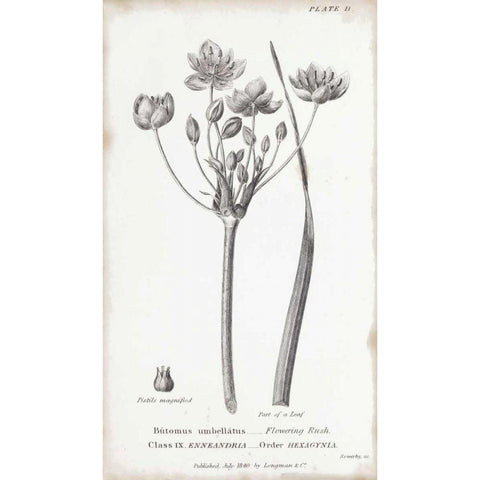 Conversations on Botany II Black Modern Wood Framed Art Print by Wild Apple Portfolio