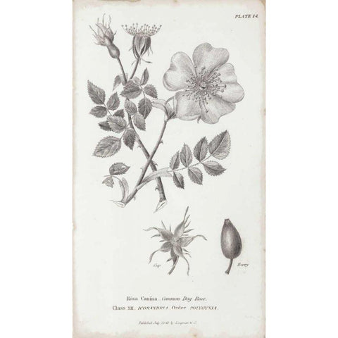 Conversations on Botany IV Black Modern Wood Framed Art Print with Double Matting by Wild Apple Portfolio